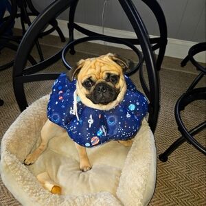 Dog Collar/Cone for post surgery